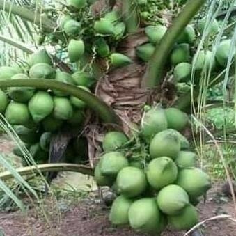 Bibit Kelapa Hibrida Asli PREMIUM