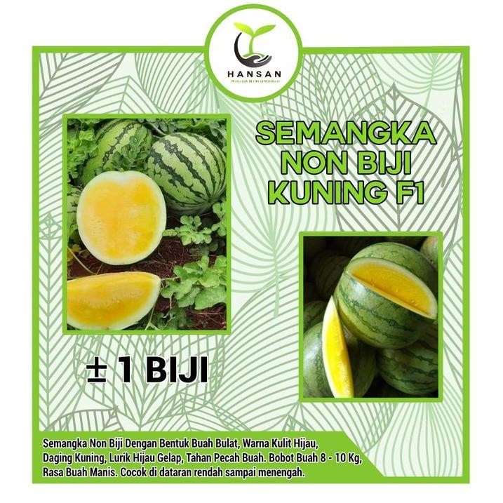 Semangka Non Biji Kuning F1 Hibrida Bibit Buah Semangka Besar POLIBAG