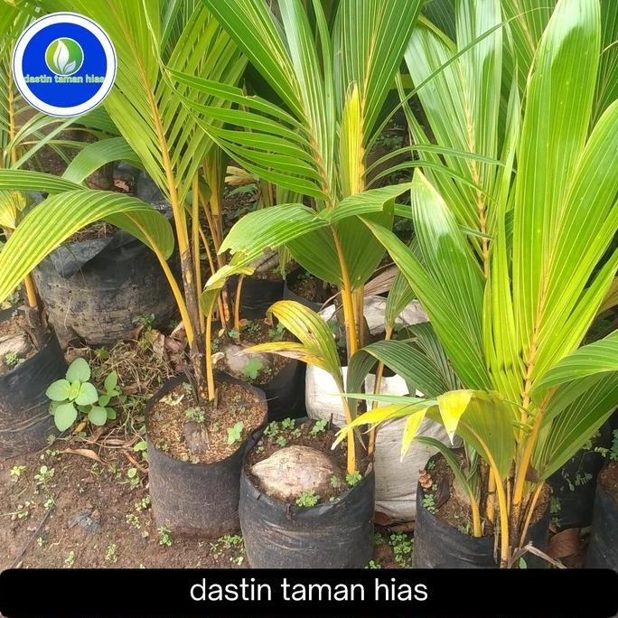 kelapa,/bibit pohon kelapa kuning paket 2 pohon tinggi 1 meter  PREMIUM