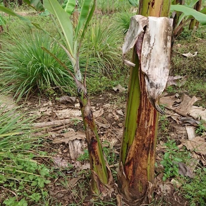 

Terlaris Pohon Bibit Tanaman Buah Pisang Raja Sereh / Pisang Susu Bbb Azz