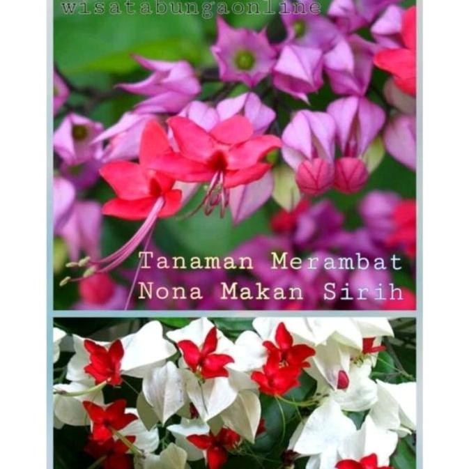 

Terlaris Bibit Bunga Nona Makan Sirih