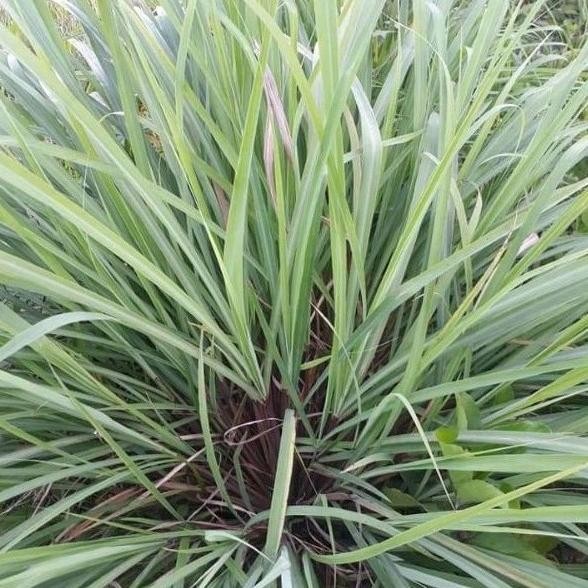 

Terlaris Bibit Serai Sereh Hijau Unggul Siap Tanam