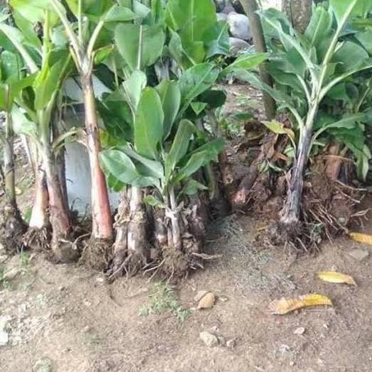 

Terlaris Bibit Pisang Raja Sereh Atv
