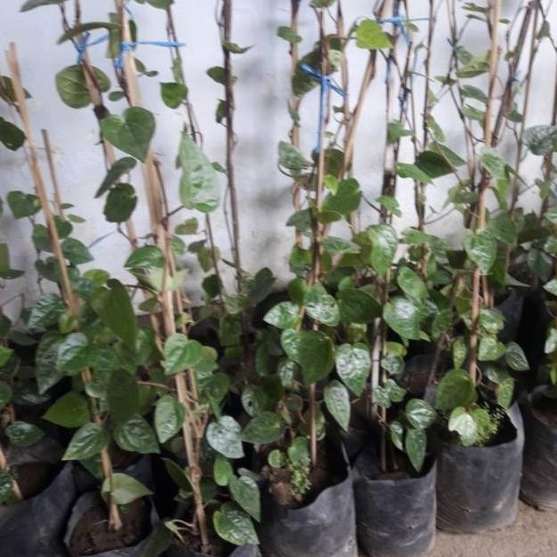 

Terlaris Bibit Daun Sirih Yudkru 2324Cv