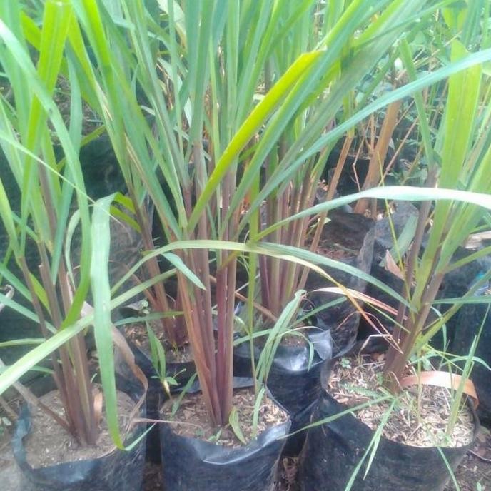 

Terlaris Bibit Tanaman Sereh Merah, Sereh Wangi