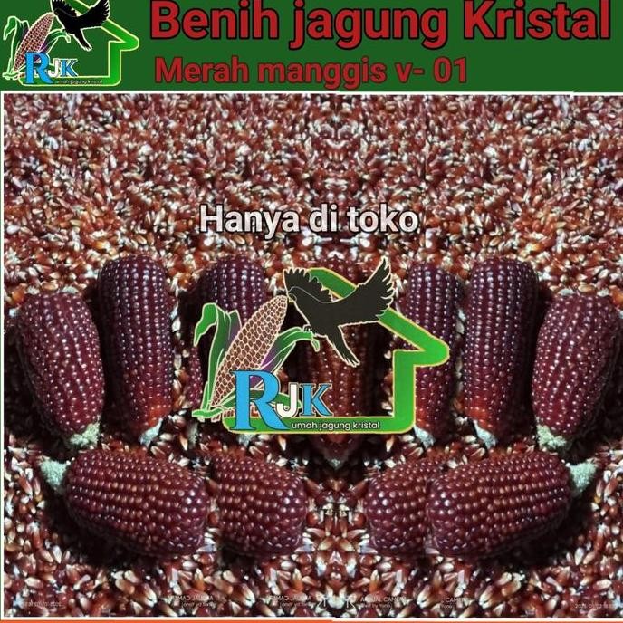

Terlaris Benih Jagung Kristal Merah Manggis