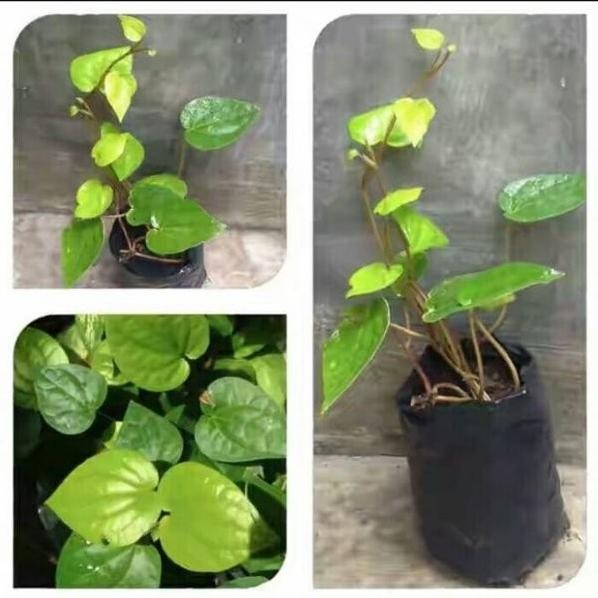 

Terlaris Bibit Tanaman Daun Sirih Hijau Pohon Sirih Ijo Tanaman H Nvzxbp 3749Bh