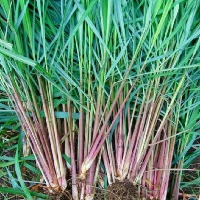 

Terlaris Bibit Sereh Jumbo