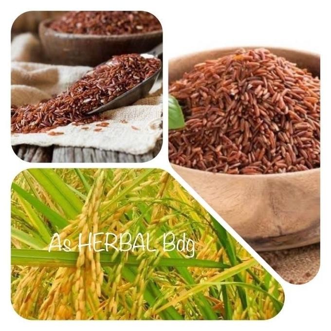 

Terlaris Jaul Benih Padi Beras Merah Super Unggul 500 Gram