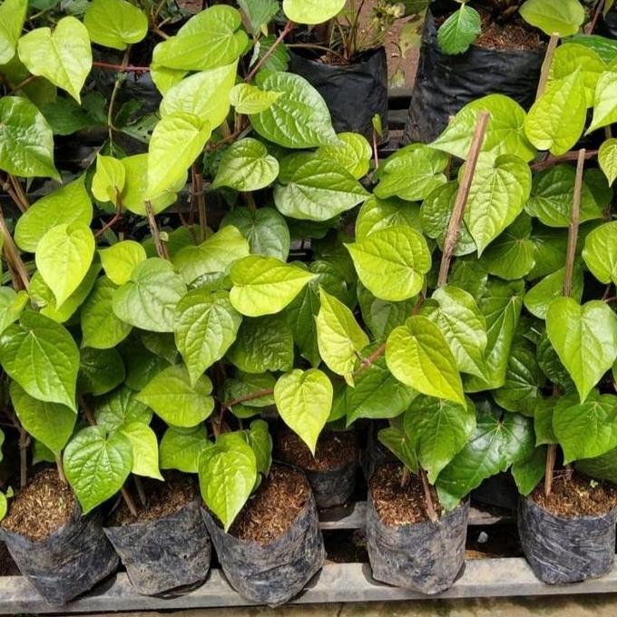 

Terlaris Bibit Tanaman Herbal Sirih Hijau - Pohon Sirih Obat