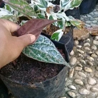 

Terlaris Bibit Tanaman Hias Sirih Merah - Pohon Sirih Merah - Poh Dayvwz 5667Zh