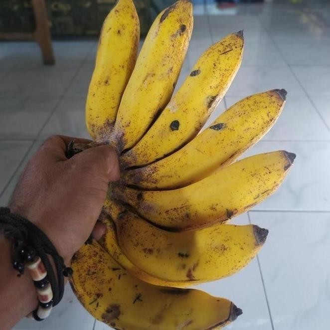 

Terlaris Bibit Tanaman Pisang Raja Sereh - Susubibitunggulamanah Atv