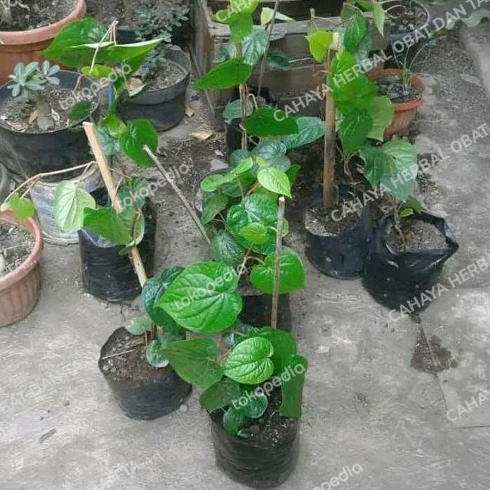 

Terlaris Bibit Tanaman Sirih Merah/Bibit Sirih Merah Herbal Tinggi 20-40Cm