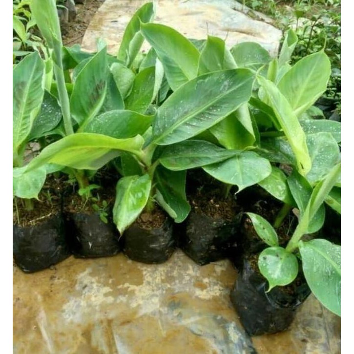 

Terlaris Bibit Pisang Raja Sereh Super - / Biji / Premium