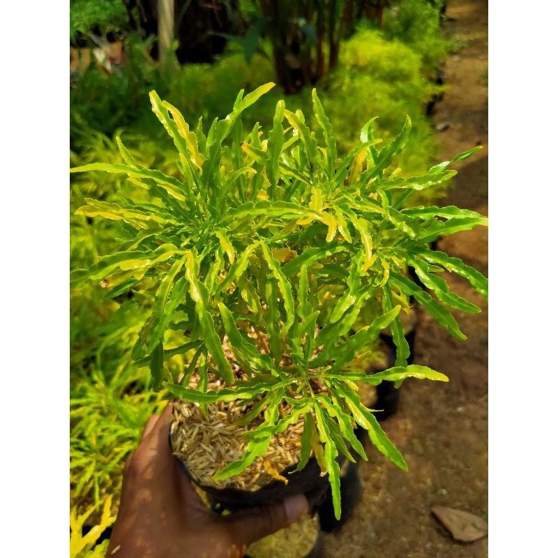 

Pohon Brokoli Kuning