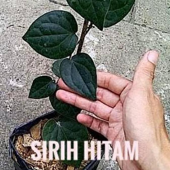 

Terlaris Ind4K Bibit Tanaman Daun Sirih Hitam Herbal Bibit Buah Segar Ax