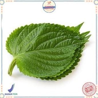 

Terlaris Perila Leaf Fresh (Daun Wijen Muda) Bungkusan Bbq Seperti K-Drama