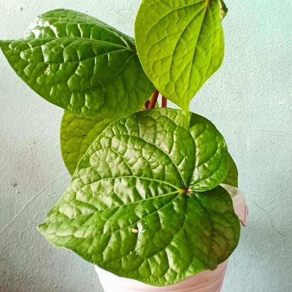 

Terlaris Bibit Tanaman Pohon Sirih Tanah, Tanaman Obat Herbal