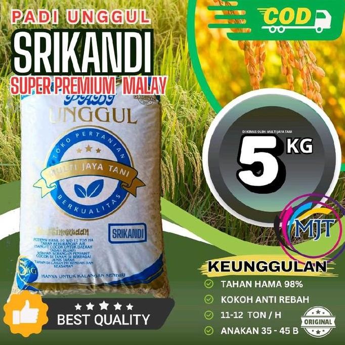 

Terlaris Benih Padi Srikandi 5Kg - Padi Genjah Terbaru Dengan Kualitas Terbaik