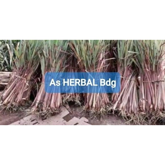 

Terlaris Bibit Sereh Merah Sereh Wangi Serai Merah Serai Wangi 500 Gram