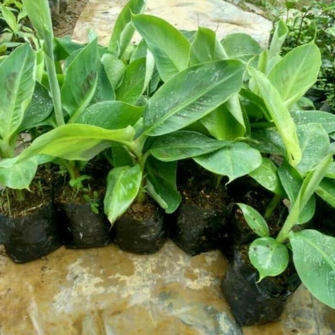 

Terlaris Bibit Pisang Raja Sereh Super Mmz