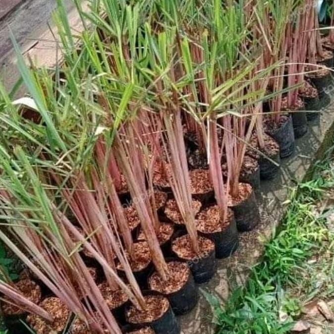 

Terlaris Ankn Bibit Tanaman Sereh Wangi Merah - Pohon Akar Serai Bahan Minyak Herbal