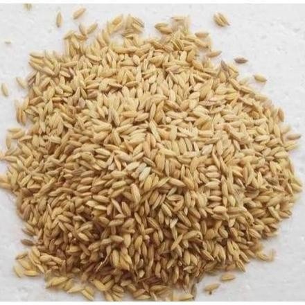 

Terlaris Gabah Padi Pakan Ayam Jago Burung 1Kg