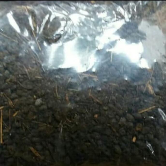 

Terlaris Pupuk Kandang Murni (1000Grm)Promo Grosir