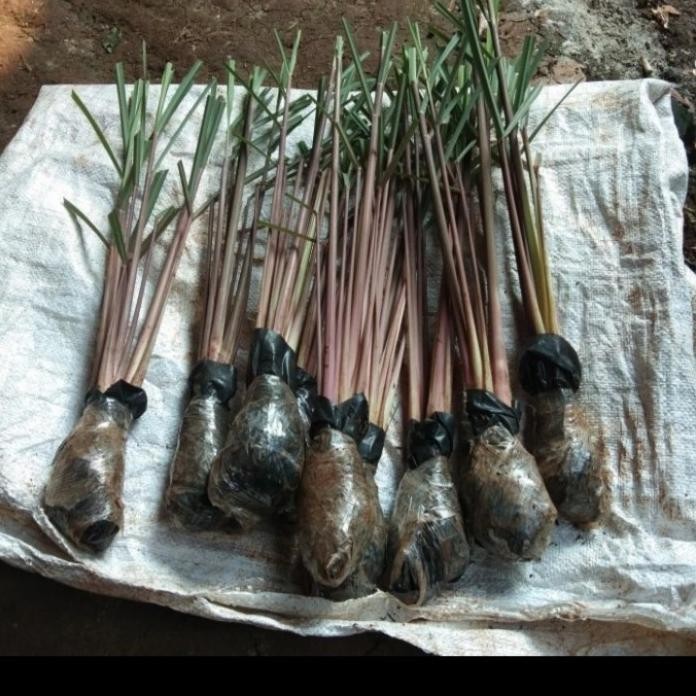 

Terlaris Bibit Pohon Sereh Merah /Sereh Wangi / Isi 3 Biji