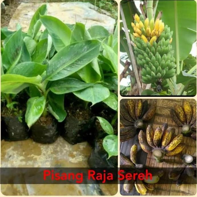 

Terlaris Bibit Pohon Pisang Raja Sereh Super