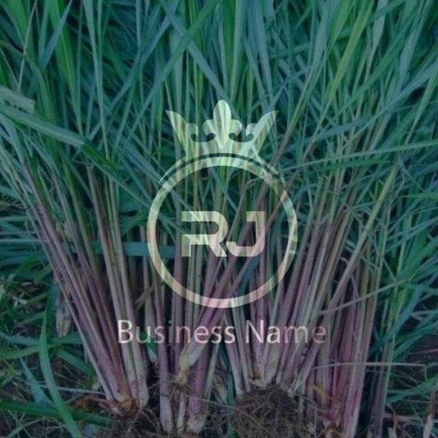 

Terlaris Bibit Pohon Sereh Merah / Sereh Wangi 3-5 Batang Plus Akar 100% Tumbuh