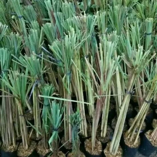 

Terlaris Bibit Sereh Wangi, Murah