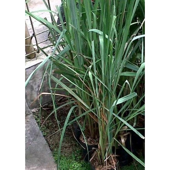 

Terlaris Bibit Tanaman Sereh Wangi Serai Wangi