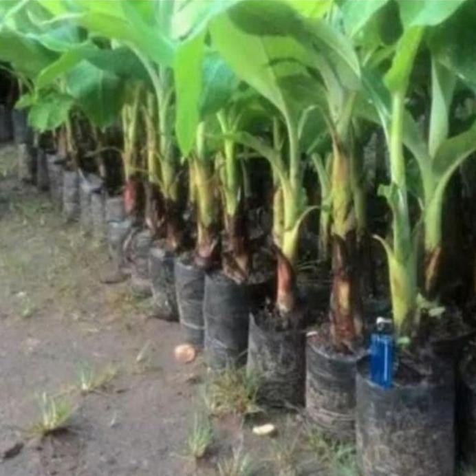 

Terlaris Pake 5 Bibit Pisang Tanduk Raja Sereh Uli Lampung Kepok