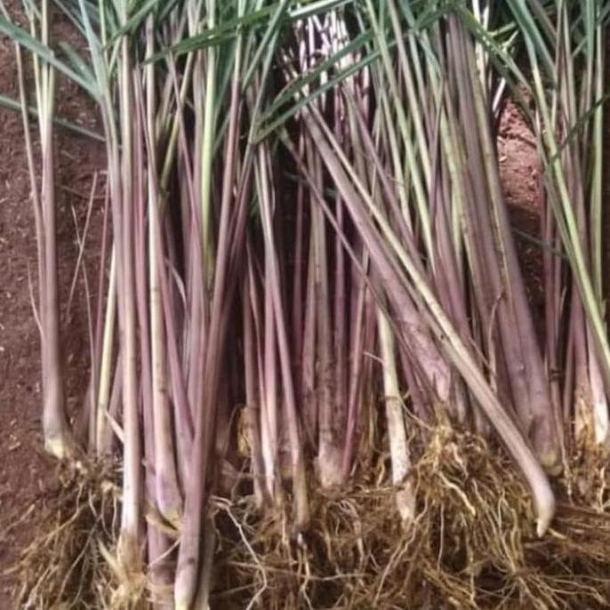 

Terlaris Bibit Sereh Wangi Artificial - Siap Kirim