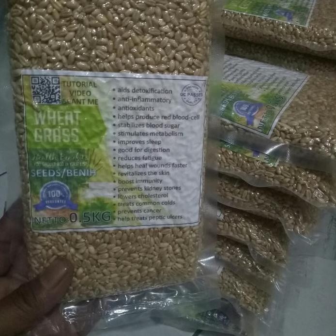 

Terlaris Benih Wheat Grass/Rumput Gandum/Rumput Kucing Kemasan Vacum 500Gram