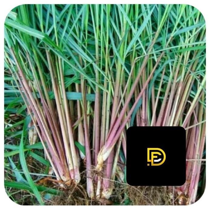 

Terlaris Bibit Sereh Wangi Bibit Sereh Merah Bibit Sereh Lanang 500 Gram