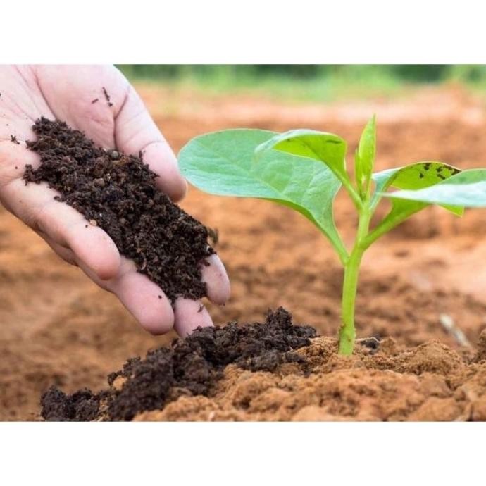 

Terlaris Kohe Pupuk Kandang Murni Fermentasi 3Kg Gegddo 7402Iv