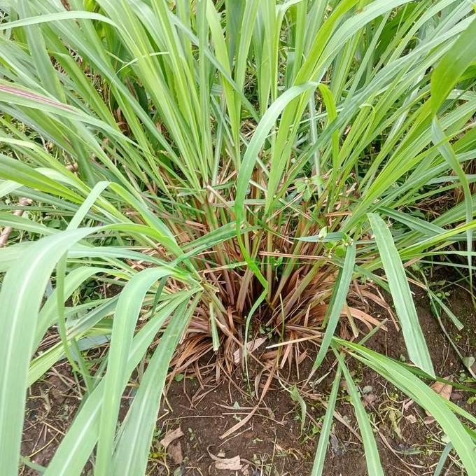 

Terlaris Bibit Sereh Wangi Asli Bahan Minyak Herbal/ 1Kg