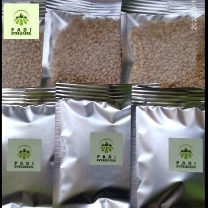 

Terlaris Benih Bibit Rumput Gandum Unggul 50 Gram