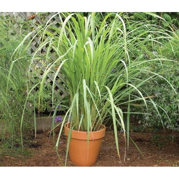 

Terlaris Bibit Tanaman Serai / Sereh ( Cymbopogon Critatus ) Rempah Rempah