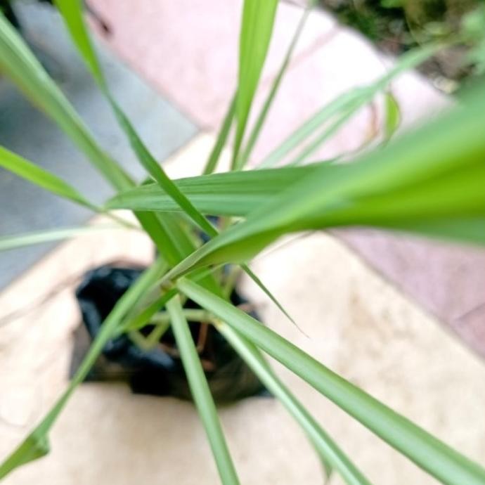 

Terlaris Tanaman Sereh Serai/Bibit Tanaman Sereh Serai (Cymbopogo Jnvcef 1212Rs