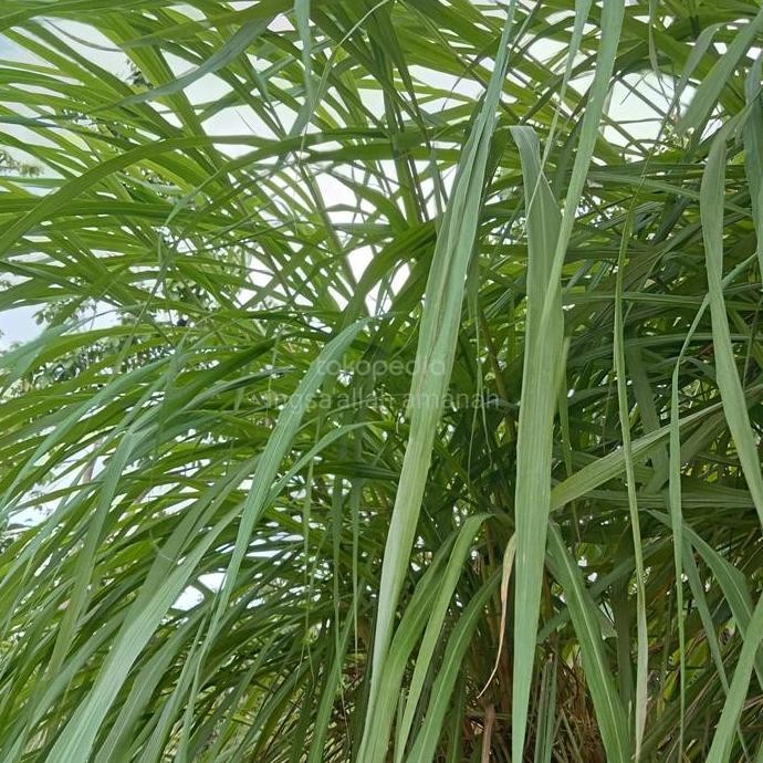 

Terlaris Jual Bibit Sereh Wangi 200Gm