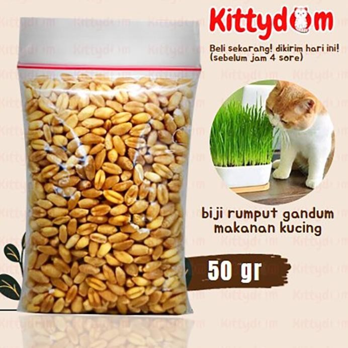

Terlaris Kittydom Bibit Benih Biji Gandum 50Gr Rumput Kucing Cat Grass Wheat