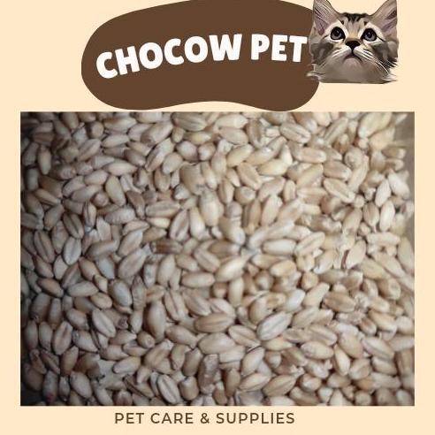 

Terlaris Bibit Benih Gandum | Wheat Grass | Rumput Kucing Repack 25Gr | Premium