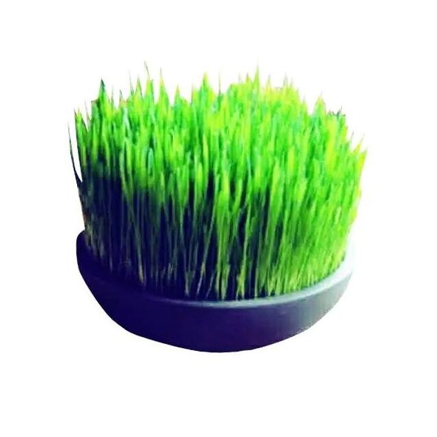

Terlaris Produk Terbaru!! Amefurashi Benih Wheatgrass Rumput Gandum 1 Kg Jus