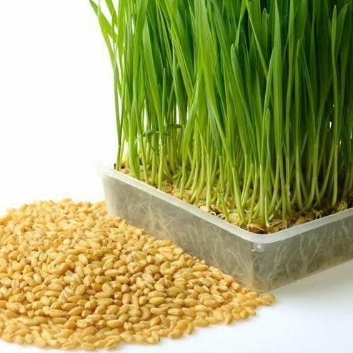 

Terlaris Benih Wheatgrass/Benih Rumput Gandum