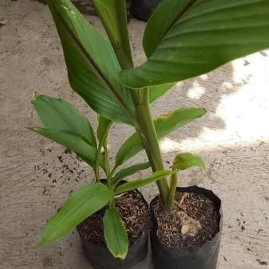 

Terlaris Bibit Tunas Temulawak / Bibit Tanaman Temulawak 1Kg
