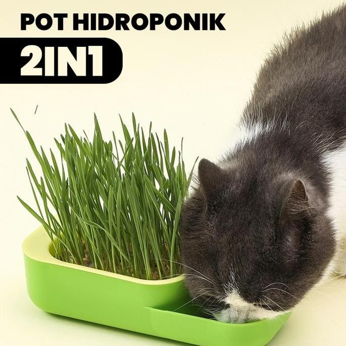 

Terlaris Alobon Cat Grass Wheatgrass Rumput Benih Gandum Microgreen Wheat Grass