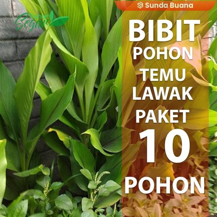 

Terlaris Bibit Pohon Temulawak Unggul Berakar Isi 10 Bibit Siap Tanam